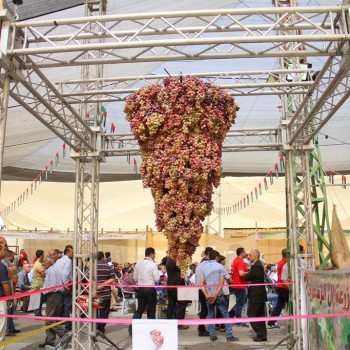 sponsoring grapes festival in hebron